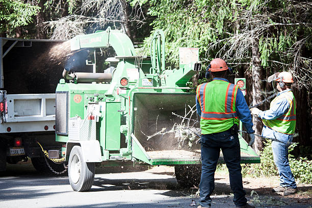 Best Tree Removal Service  in Cockrell Hill, TX