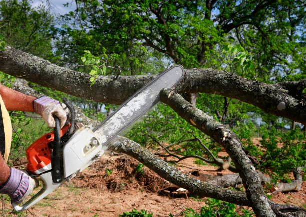 Professional Tree Services in Cockrell Hill, TX